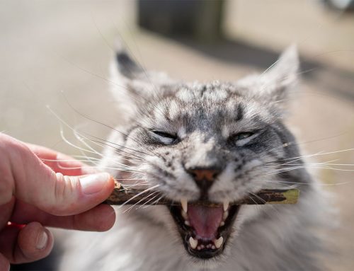 Why Your Cat’s Teeth Might Be Hurting: All About Resorptive Lesions