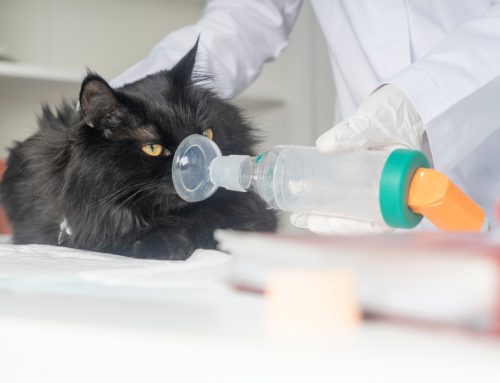 Comprehensive Care for Feline Asthma