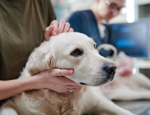 Keep Your Furry Friends Safe: Recognize the Early Signs of Cancer in Pets