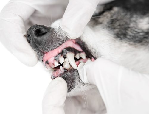 Caring for Senior Smiles: The Essential Guide to Pet Dental Health