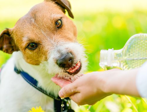 Essential Summer Safety: Protect Your Pets from Heat Stroke