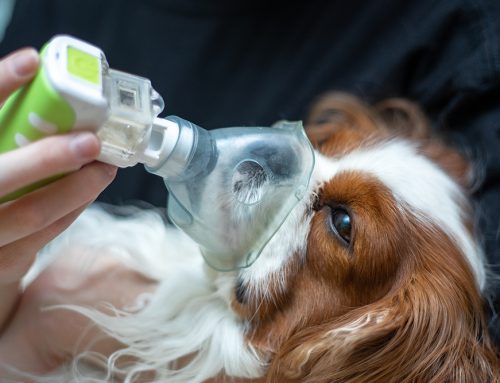 Breathe Easy: Caring for Your Pet’s Respiratory Well-being