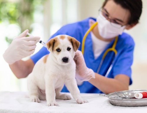 Understanding the Lifesaving Benefits of Pet Vaccinations