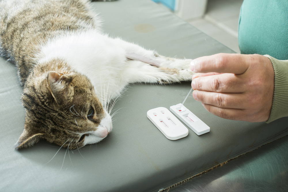 Cat veterinary blood test for assessing health and diagnosing conditions.