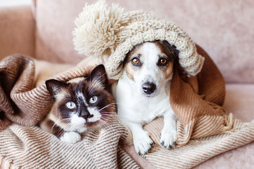 Cold home dog and cat together under a hat and warm blanket