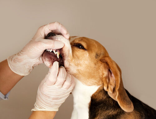 Dental Disease in Dogs and Cats: Why Oral Health Matters