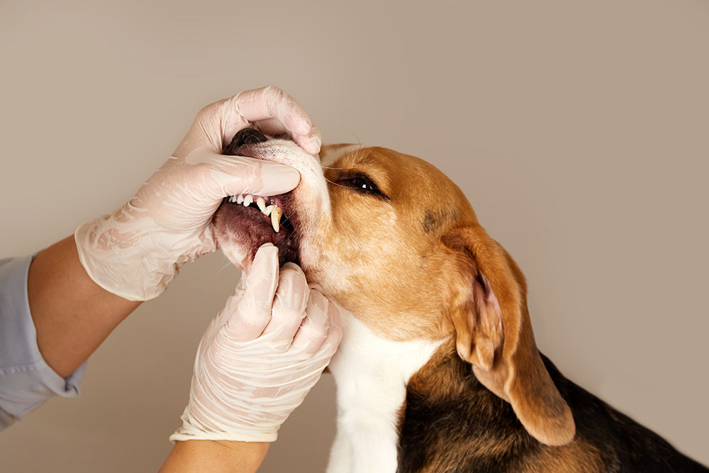 A veterinarian wearing white gloves lifts the lip of a Beagle to examine its teeth and gums.