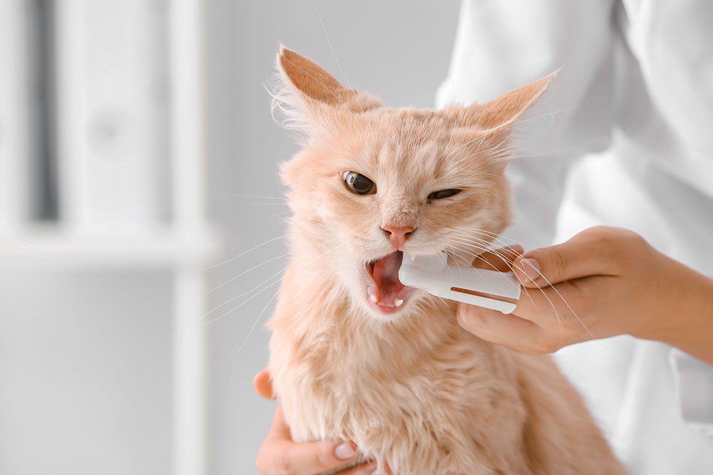 A person using a white finger toothbrush to clean the teeth of an orange cat.