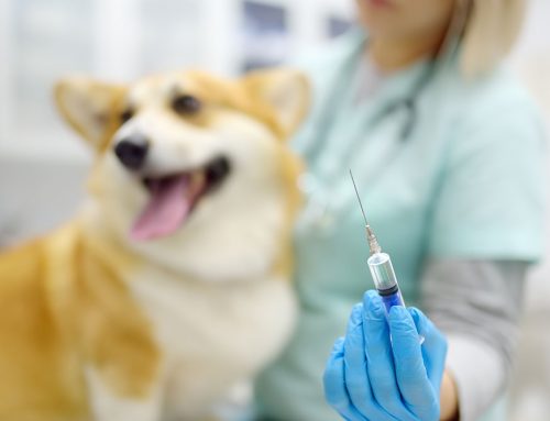 What Vaccines Does My Pet Really Need? Understanding Core and Lifestyle Vaccines