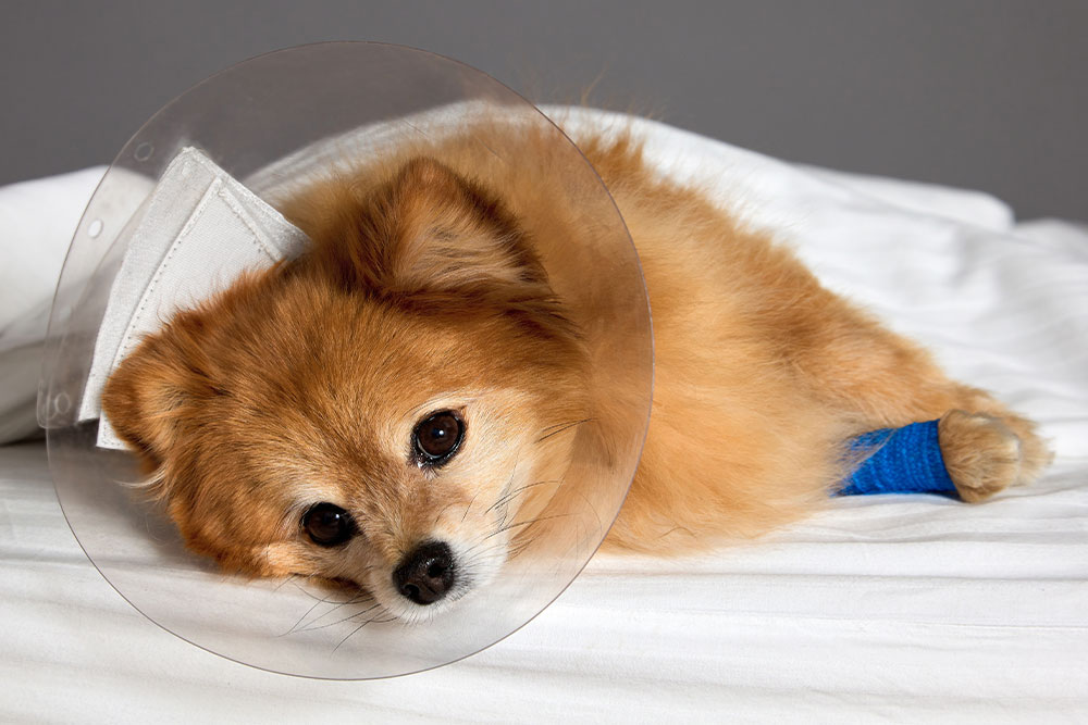 A small brown dog wearing a clear plastic Elizabethan collar lies on a white bed with a bandaged paw.