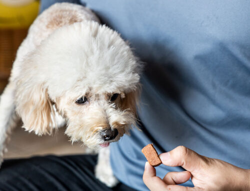 Heartworms in Dogs: What Every Pet Owner Should Know