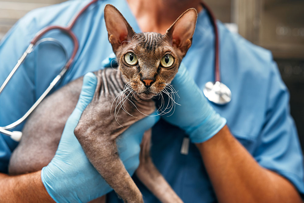 A veterinarian in blue scrubs and gloves holds a hairless Sphynx cat during a medical examination.