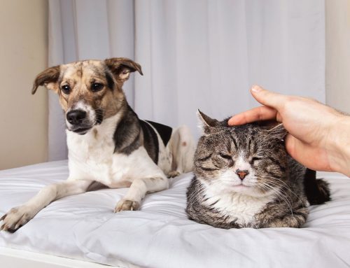 Why Senior Pets Need Special Care: Helping Dogs and Cats Age Comfortably