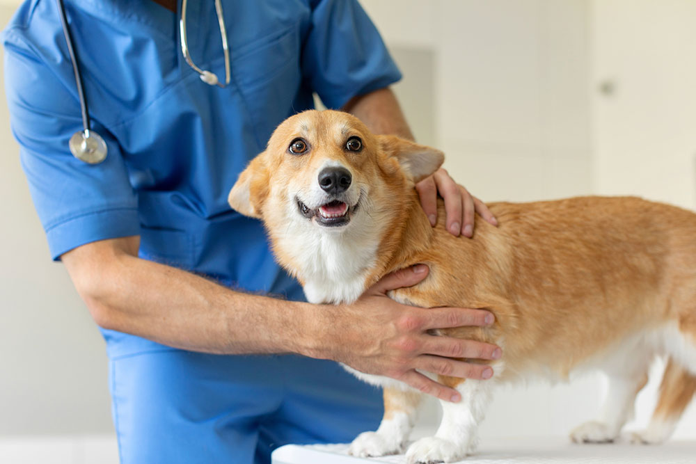 A veterinarian in blue scrubs performs a physical exam on a happy, alert Corgi standing on a clinic table.