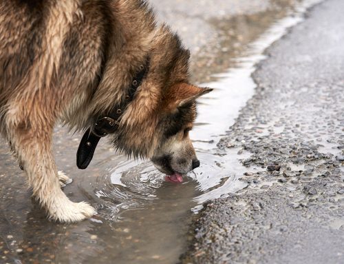 Leptospirosis in Dogs: What Pet Owners Should Know