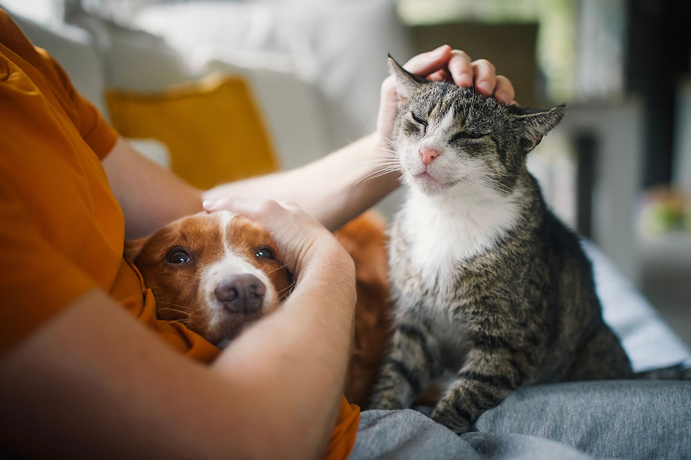 A person sitting on a couch wearing an orange shirt, affectionately petting a brown dog in their lap and a tabby cat sitting beside them.