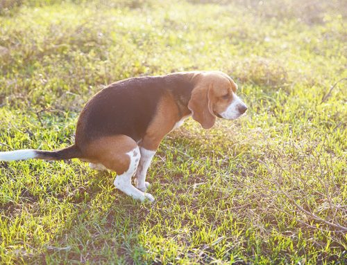 Why Is My Dog Having Diarrhea? Causes, Concerns, and When to See the Vet