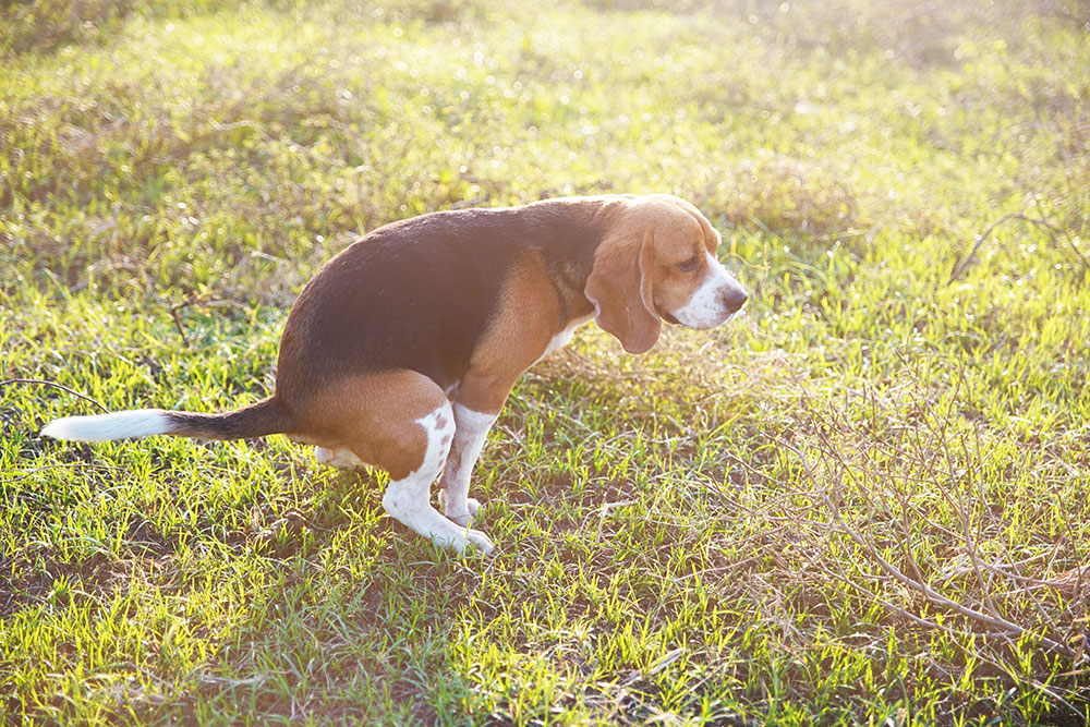 A tricolor Beagle dog squatting to defecate in a sunlit, grassy field.