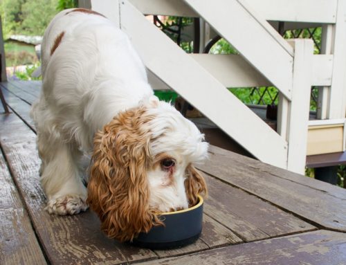 Grain‑Free Diets in Dogs: What Pet Owners Should Know