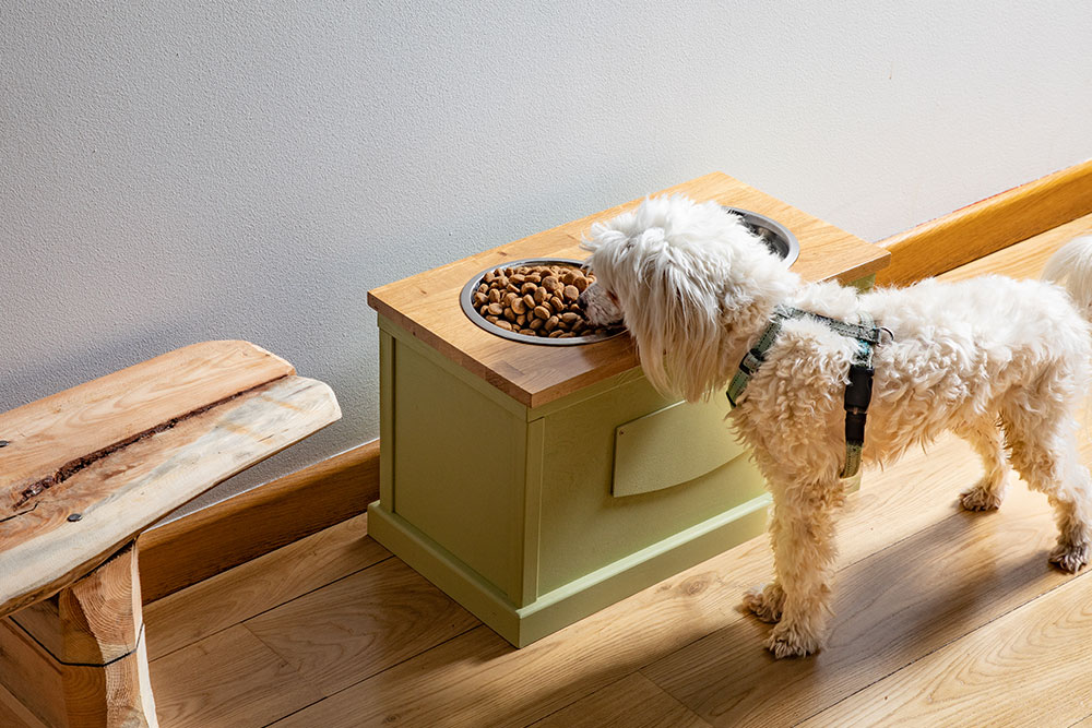 A small white Maltipoo wearing a green harness eating dry kibble from a bowl built into an elevated wooden feeding station.