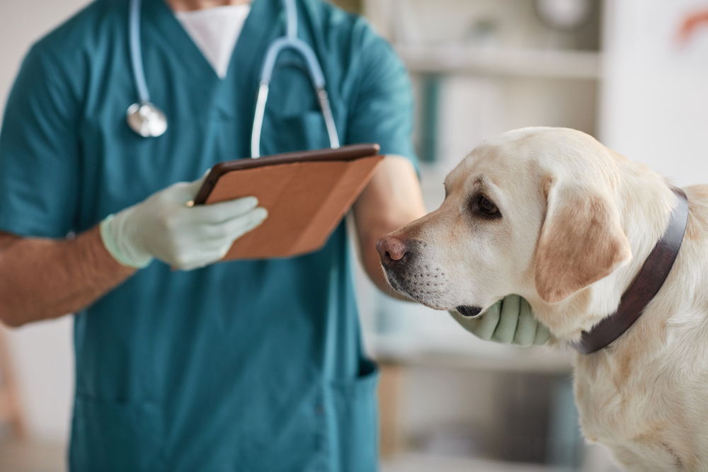 A veterinarian in teal scrubs holding a tablet while gently checking a yellow Labrador Retriever's neck during an exam.