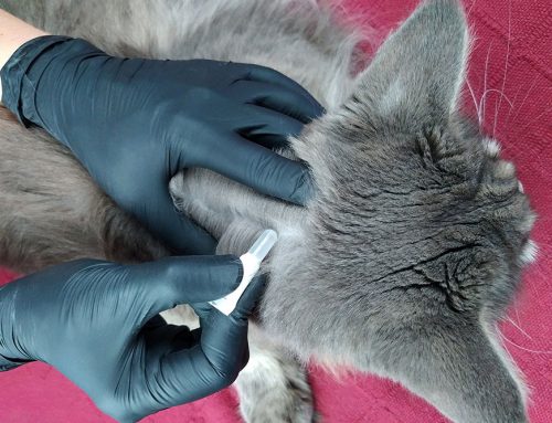 Flea and Tick Prevention Explained: Why Year‑Round Protection Matters
