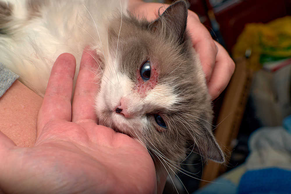 A close-up of a long-haired cat's face being held, showing red, scaly, and irritated skin around its blue eye.