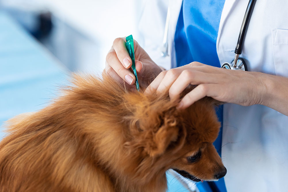 A veterinarian in a white lab coat and blue scrubs applying topical flea medication to a small, fluffy brown dog.