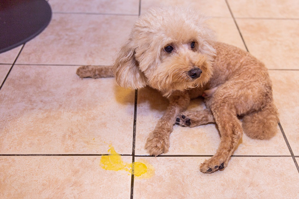A small tan Maltipoo dog lying on a tiled floor next to a yellow urine stain, looking away with a shy or submissive expression.