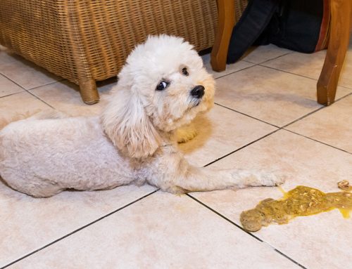 Why Is My Dog Vomiting? Common Causes and When to See the Vet