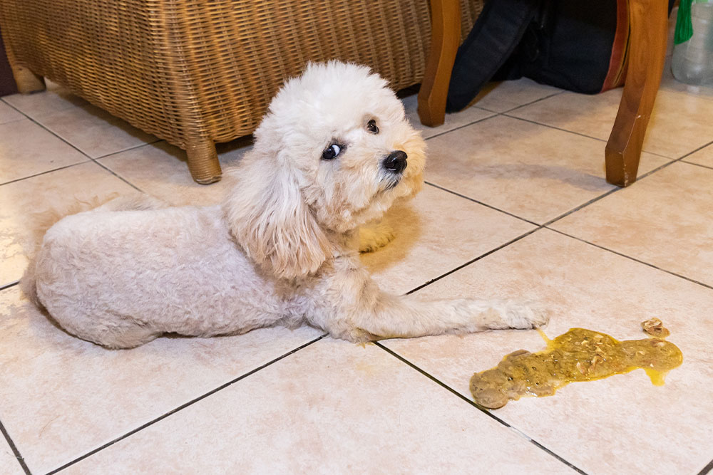 A small, white Poodle lying on a tiled floor next to a yellow, semi-liquid mess, looking up with a guilty or concerned expression.