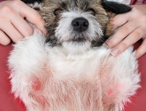 Allergies in Dogs and Cats: Signs, Causes, and Relief