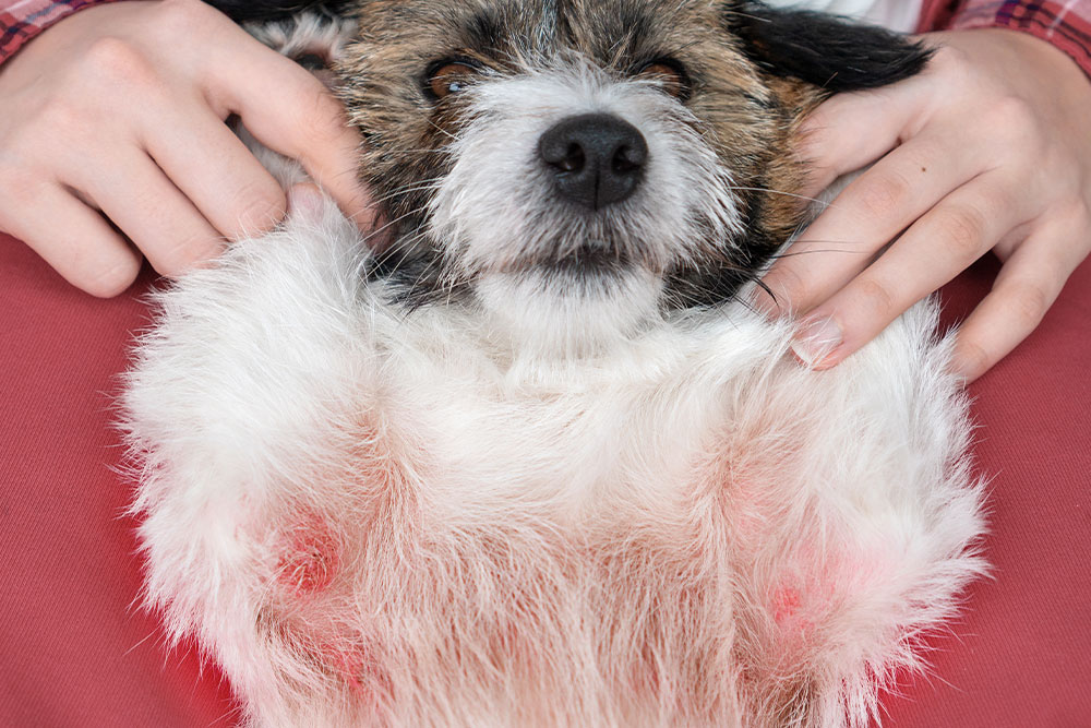 A close-up of a small scruffy dog lying on its back with red, inflamed, and irritated skin visible on its belly and chest.