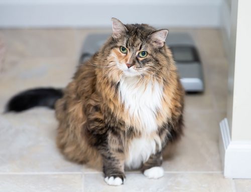 Obesity in Pets: Why Weight Matters More Than You Think