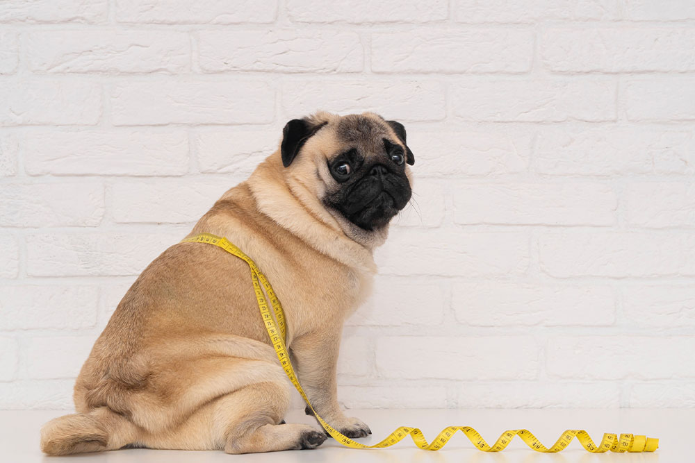 A tan Pug sitting in front of a white brick wall with a yellow measuring tape draped over its back.
