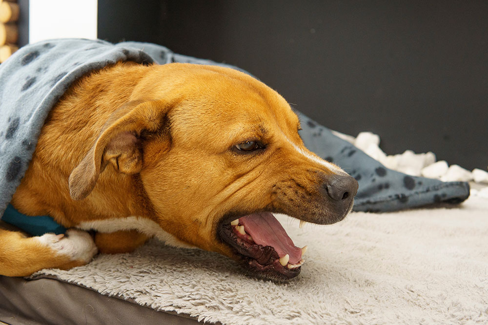 A brown dog lying under a spotted blue blanket, baring its teeth and growling.