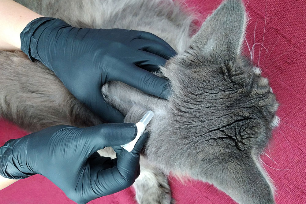 A person wearing black gloves applying a topical flea and tick medication to the back of a grey cat's neck.