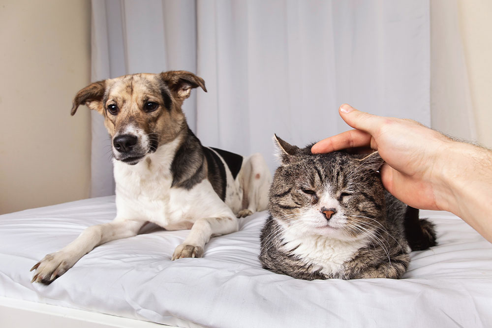 A brown and white dog lies on a white bed next to a tabby cat being petted by a person.