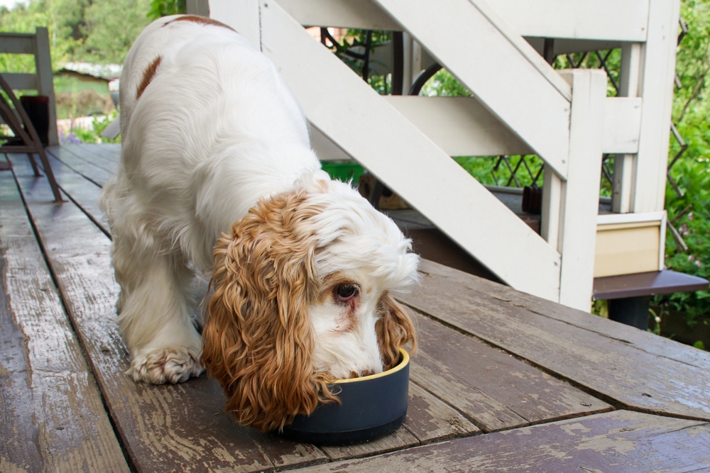 A white and tan American Cocker Spaniel with long, curly ears eating from a dark bowl on a wooden porch.
