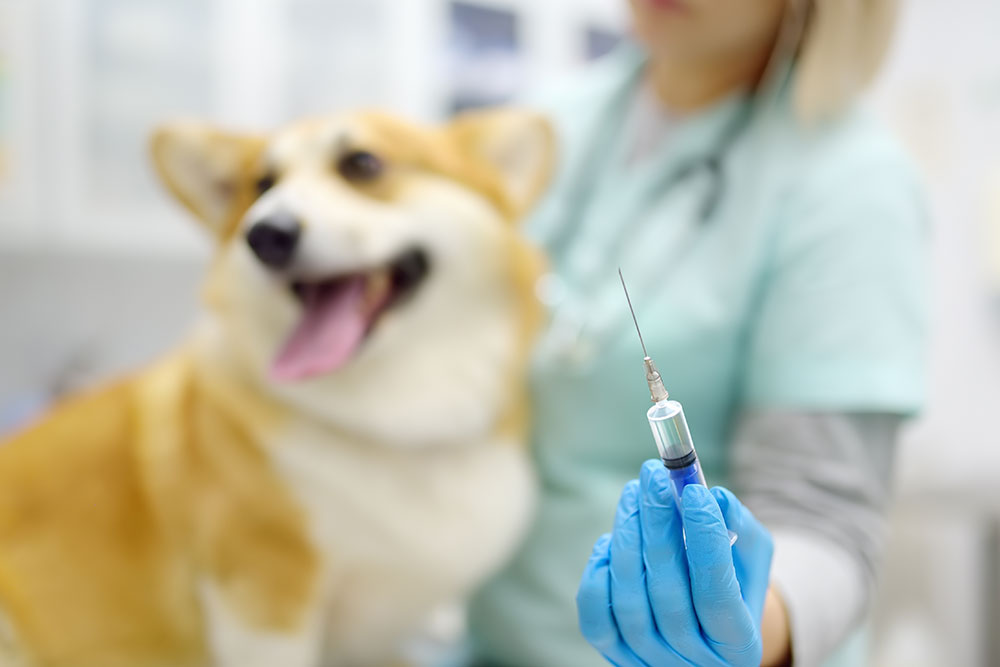 A close-up of a blue-gloved hand holding a syringe with a needle, with a happy, blurred Corgi in the background.