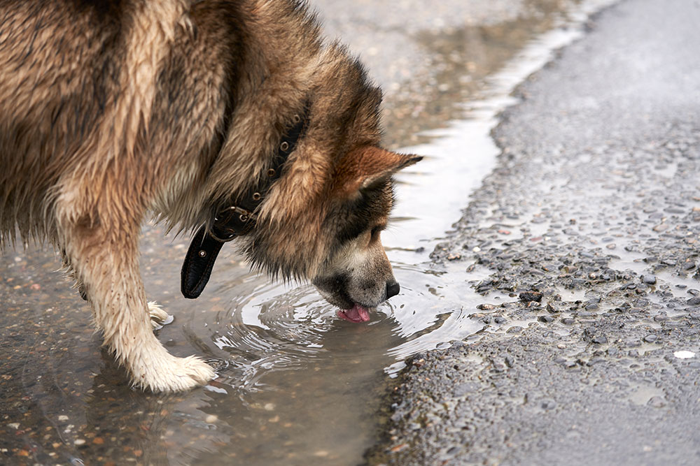 A wet, fluffy brown dog wearing a leather collar laps up water from a dirty puddle on a paved road.