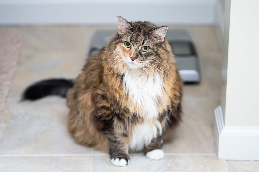 A large, long-haired calico cat sitting on a tiled bathroom floor in front of a digital scale.