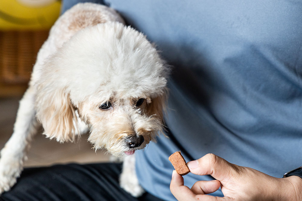 A small white poodle being held by a person turns its head away from a brown medicinal treat.